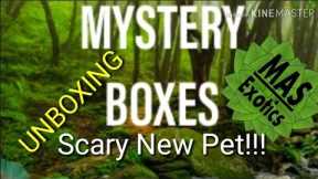Live Animal Mystery Box UNBOXING : Scary New Pet MAS Exotics