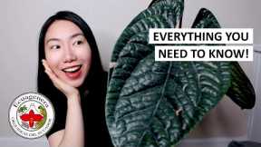HUGE Anthurium Luxurian Unboxing & EVERYTHING You Need to Know About Ecuagenera (Tips + Promo Code!)