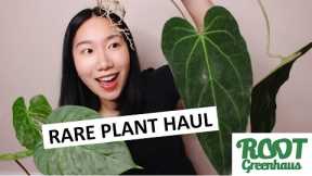 Unboxing Imported Plants from Root Greenhaus: Variegated, Velvety, and Silvery Wishlist Plants
