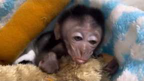 waking up from a sleep that makes me anxious, little robin monkey is hungry