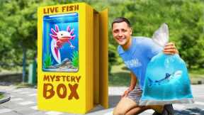 I Bought A Live Fish Mystery Box Off The Web..